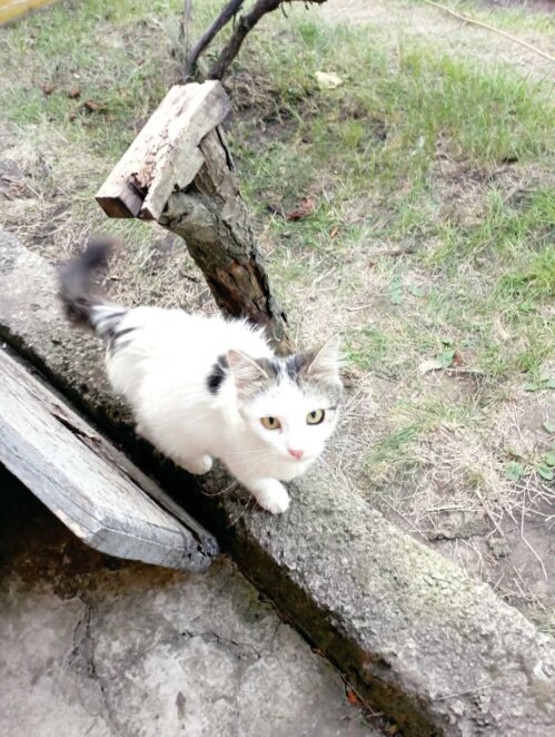 ЕКСКЛЮЗИВ
                                Муркотерапія: як у Дніпрі прихистити безпритульного кота