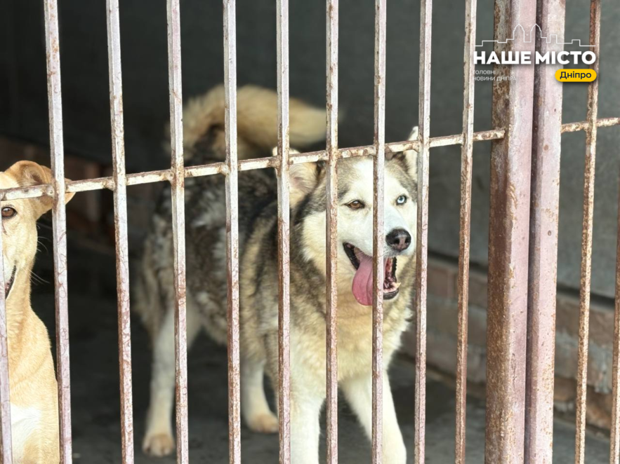 ЕКСКЛЮЗИВ
                                Дніпро pet-friendly: чи готове місто жити разом із домашніми тваринами