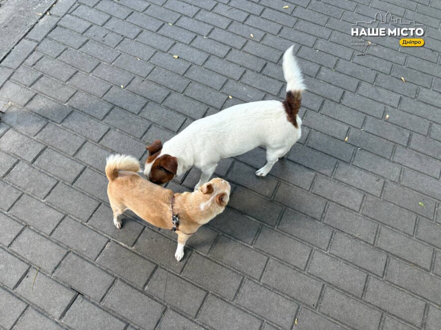 ЕКСКЛЮЗИВ
                                Дніпро pet-friendly: чи готове місто жити разом із домашніми тваринами